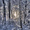 Glistening Trees