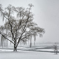 Willow in Blizzard